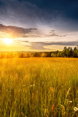 Wall Mural - Meadow with flowers and trees during sunset