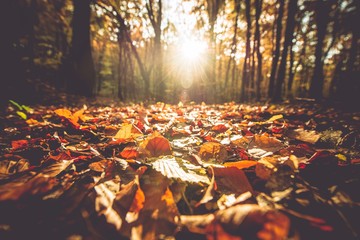 golden autumn foliage