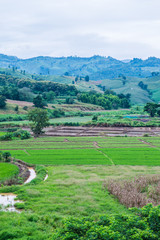 Canvas Print - Natural View at Chiang Rai Province