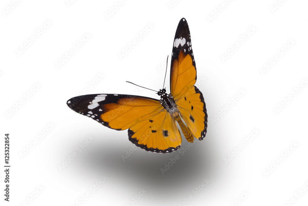 beautiful butterfly, isolated on white background, butterfly flying on white, colorful butterfly