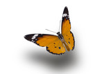 beautiful butterfly, isolated on white background, butterfly flying on white, colorful butterfly