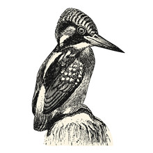 Vintage Bird Engraving / Drawing: Kingfisher - Retro Vector Design Element