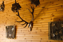 Deer Antler On Old Brown Wooden Wall