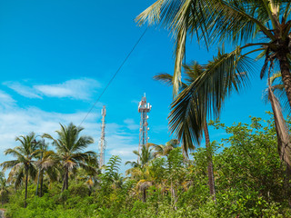 Wall Mural - Palm trees and tower.