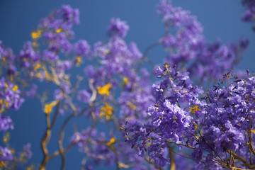 Wall Mural - Colourful jacaranda tree in bloom in Brisbane, Queensland.