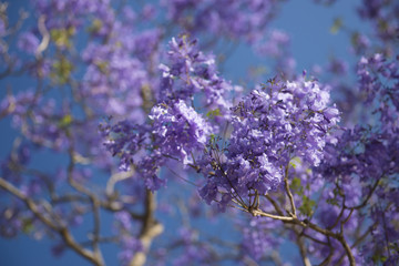 Wall Mural - Colourful jacaranda tree in bloom in Brisbane, Queensland.