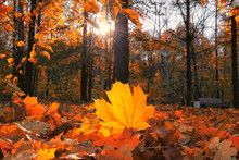 Intense Warm Sunrays Illuminate The Dry, Gold Maple Leaves Covering The Forest Ground On Blurred Background.