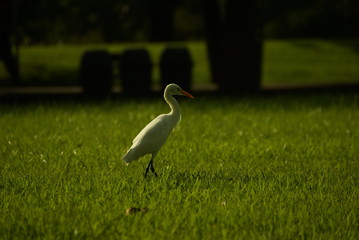 Bird on grass