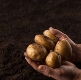 Fototapeta  - farmer hands holding potatoes above black ground