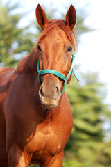 Wall Mural - Head shot of a beautiful chestnut stallion at farm