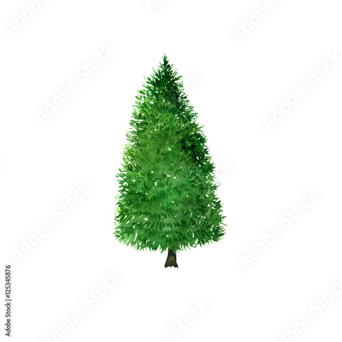 Fir tree drawing by watercolor StockIllustration Adobe Stock