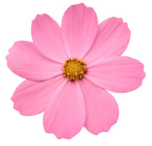 Bright Pink Flower Primula.  White Isolated Background With Clipping Path. Closeup.  No Shadows. Yellow Center. Nature.
