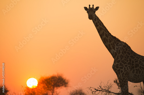 Fotografia, Obraz African giraffe in red against the sun
