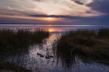 ducks come up from canes on a high water on a summer decline.