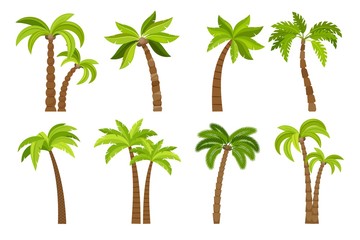 palm trees isolated on white background. beautiful vectro palma tree set vector illustration