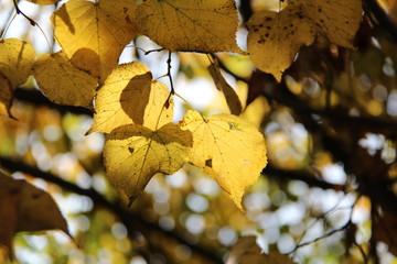 Beautiful autumn leaves / Beautiful autumn leaves on a tree in the forest