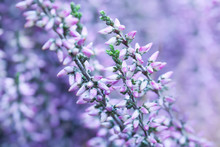 Common Heather Macro View. Small Violet Flowers, Shallow Depth Of Field. Soft Purple