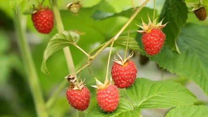 Wall Mural - Branch of red raspberry in sunny day