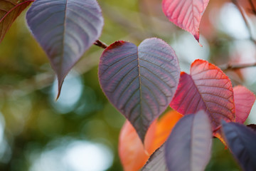 Canvas Print - autumn leaves closeup tree branch. october park scene. soft focus. shallow depth of field photo