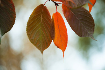 Canvas Print - bright colorful leaves macro view. autumn park scene. soft focus. shallow depth of field photo