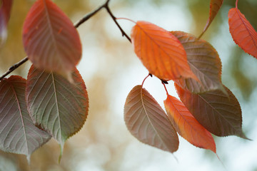 Canvas Print - bright colorful leaves macro view. autumn park scene. soft focus. shallow depth of field photo