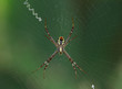 Garden spider in the cobweb