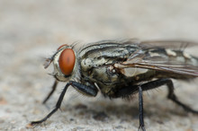 Blow Fly Or Carrion Fly On Concrete Floor