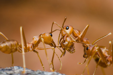 two red ants fight over the head red ant