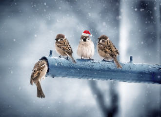 Wall Mural - cute funny merry christmas sparrows in the new year with a red cap with little red hats during a sno