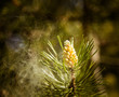 Leinwanddruck Bild - Pollen falling from the new pine blossom