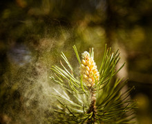 Pollen Falling From The New Pine Blossom