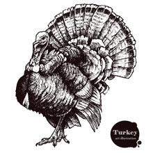 Turkey Vector Illustration. Thanksgiving Day