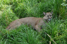 Kanadischer Puma Im Gras