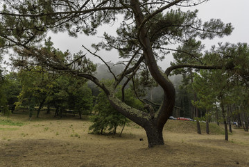 Pinar en Orgtigueira (La Coruña, España).