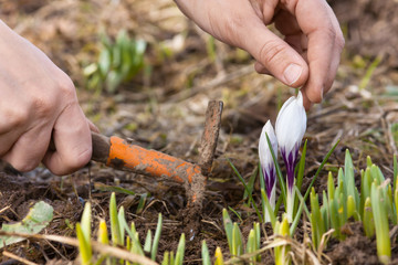 Wall Mural - hands weeding flower bed