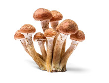 Armillaria Mellea - Honey Gel Hallimasch Mushroom