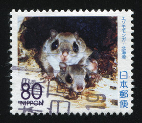 Poster - mouse