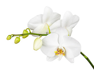 Wall Mural - Three day old white orchid isolated on white background. Closeup.