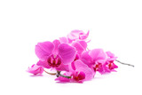 Fototapeta Kwiaty - pink stripy phalaenopsis orchid