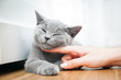 © Photocreo Bednarek - Happy kitten likes being stroked by woman's hand.