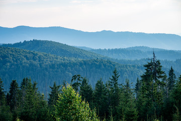 Wall Mural - View to the carpathian mountains from forest