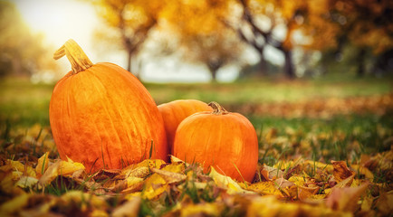 Wall Mural - Autumn pumpkins in fallen leaves, Thanksgiving concept