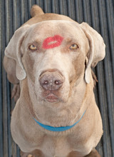Comical Image Of A Handsome Weimarager Dog With A Lipstick Kiss In The Middle Of His Eyes And Forehead