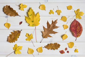 Wall Mural - colorful leafs on a white wooden background. graphic flat lay sy