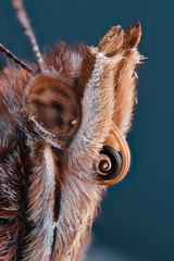 Extreme magnification - Butterfly head, Vanessa Atalanta