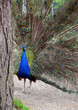 Beautyful Peafowl with colorful feather