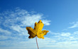 Yellow leaf and blue sky