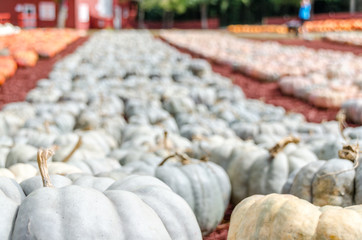 Pumpkins