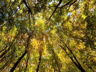 Wall Mural - Yellow colorful leaves on deciduous trees in deciduous forest in wild nature during autumn