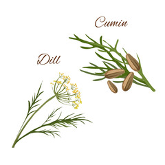 Wall Mural - Dill, cumin spice herbs isolated vector icons